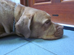 Xena,in close up. Tijdens de acupunctuur behandeling is ze heerlijk ontspannen.